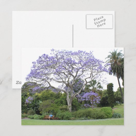 Jacaranda Tree Postkarte (Vorne/Hinten)