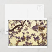 Jacaranda Vintage Postkarte (Vorne/Hinten)