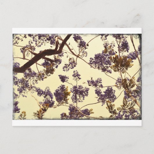 Jacaranda Vintage Postkarte (Vorderseite)