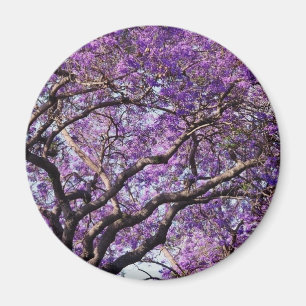 Jacarandabaum in den Frühlingsblüten-Blumen Magnet