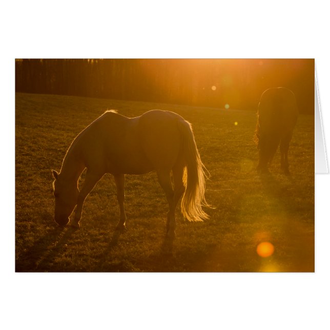 Jaci u. Ava (Vorderseite (Horizontal))