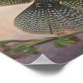 Jack Dempsey - Archocentrus octofasciatus P/folio Poster (Ecke)