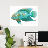 Jack Dempsey Cichlid Fisch drucken Poster (Heimbüro)