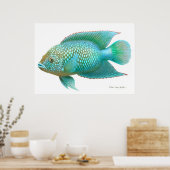 Jack Dempsey Cichlid Fisch drucken Poster (Küche)