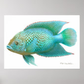 Jack Dempsey Cichlid Fisch drucken Poster (Vorne)