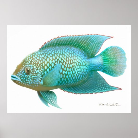 Jack Dempsey Cichlid Fisch drucken Poster (Vorne)