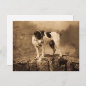 Jack der Vintage Jack Russell Terrier Postkarte (Vorne/Hinten)