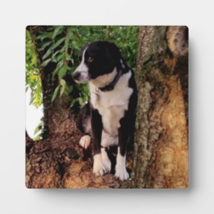 JACK des WONDER-HUNDES Fotoplatte