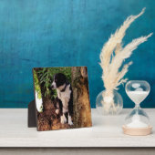 JACK des WONDER-HUNDES Fotoplatte (InSitu)