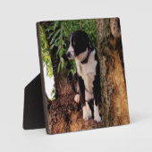 JACK des WONDER-HUNDES Fotoplatte (Vorderseite)