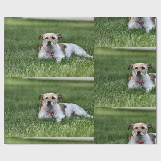 Jack Geschenkpapier (Flach)