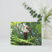 Jack in der Fotografie der Pulpit-Blume Postkarte (Stehend Vorderseite)