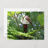 Jack in der Fotografie der Pulpit-Blume Postkarte (Vorne/Hinten)