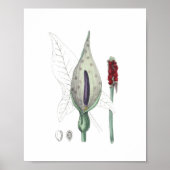 Jack in der Pulpit Indian Turnip Wildblume Poster (Vorne)