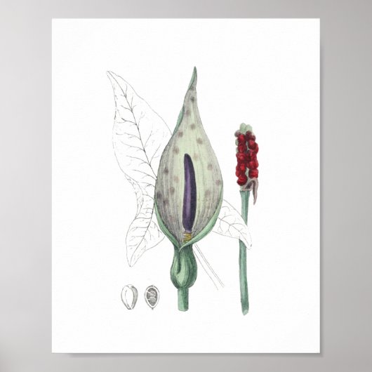 Jack in der Pulpit Indian Turnip Wildblume Poster (Vorne)