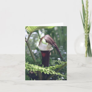 Jack In The Pulpit-Blumenfotografie