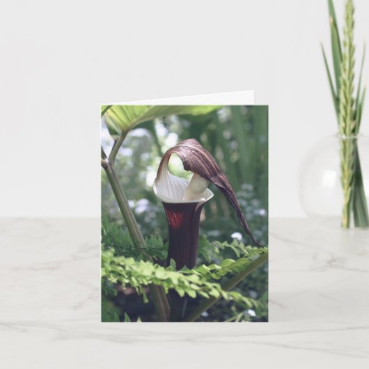 Jack In The Pulpit-Blumenfotografie (Vorderseite)