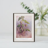 Jack-in-the-Pulpit Botanische Blume Postkarte (Stehend Vorderseite)