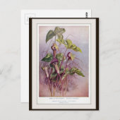 Jack-in-the-Pulpit Botanische Blume Postkarte (Vorne/Hinten)