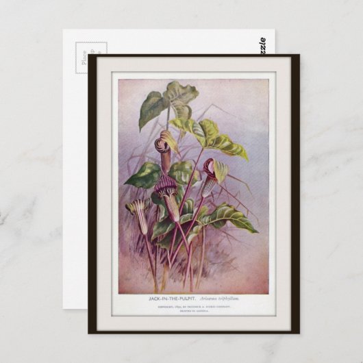 Jack-in-the-Pulpit Botanische Blume Postkarte (Vorne/Hinten)