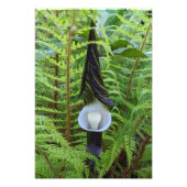 Jack-in-the-Pulpit Pflanze Botanisch Fotodruck (Vorne)