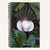 Jack-in-the-Pulpit-Pflanze Botanisch Notizblock (Vorderseite)