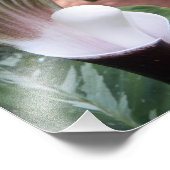 Jack-in-the-Pulpit-Pflanze Fotodruck (Ecke)