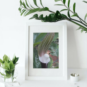 Jack-in-the-Pulpit-Pflanze Fotodruck