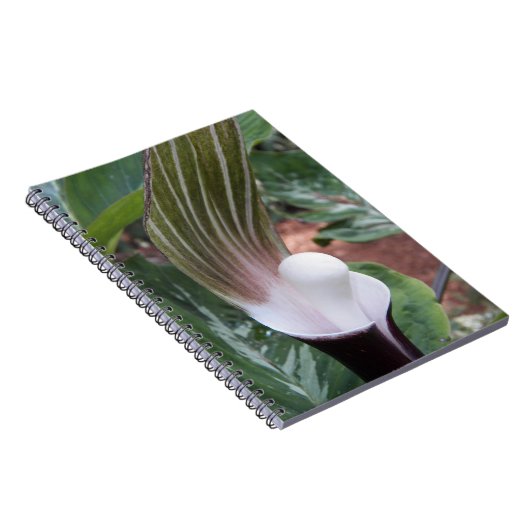 Jack-in-the-Pulpit-Pflanze Notizblock (Rechte Seite)