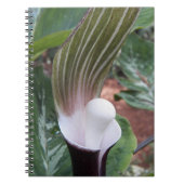 Jack-in-the-Pulpit-Pflanze Notizblock (Vorderseite)