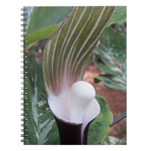 Jack-in-the-Pulpit-Pflanze Notizblock (Vorderseite)