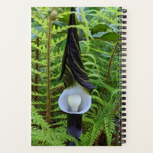 Jack-in-the-Pulpit-Pflanze Notizblock (Rückseite)