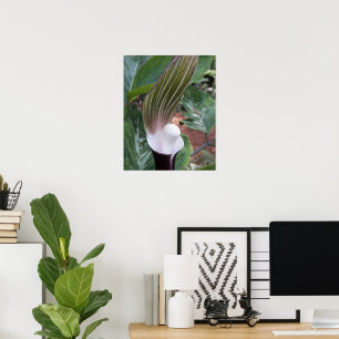 Jack-in-the-Pulpit-Pflanze Poster