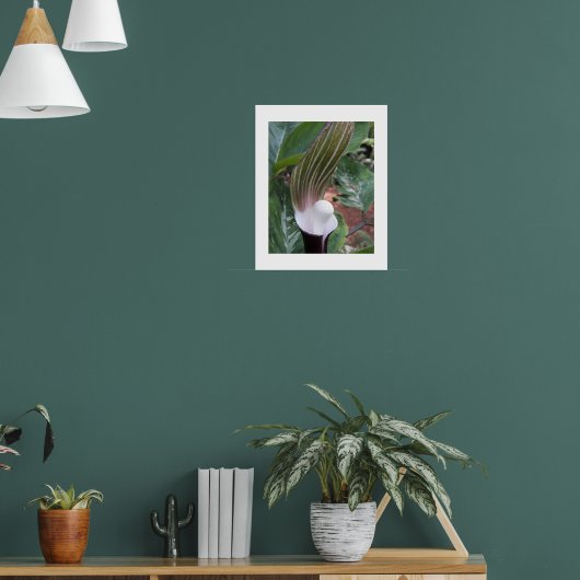 Jack-in-the-Pulpit-Pflanze Poster (Wohnzimmer 1)
