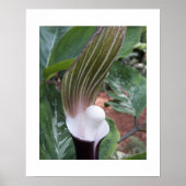 Jack-in-the-Pulpit-Pflanze Poster (Vorne)