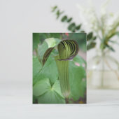 Jack-in-the-Pulpit-Postkarte Postkarte (Stehend Vorderseite)