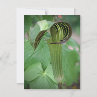Jack-in-the-Pulpit-Postkarte Postkarte