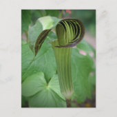Jack-in-the-Pulpit-Postkarte Postkarte (Vorderseite)