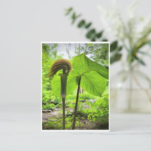 Jack-in-the-Pulpit-Postkarte Postkarte (Stehend Vorderseite)