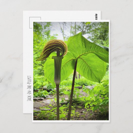 Jack-in-the-Pulpit-Postkarte Postkarte (Vorne/Hinten)