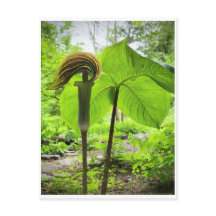 Jack-in-the-Pulpit-Postkarte