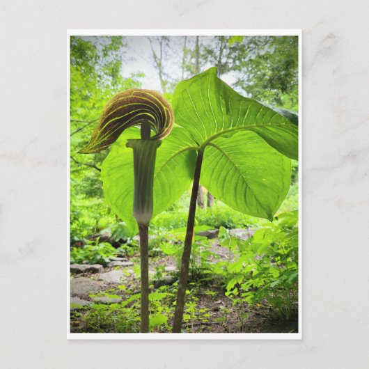 Jack-in-the-Pulpit-Postkarte Postkarte (Vorderseite)