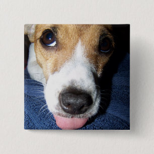 Jack Jussell Terrierwelpe mit der Zunge heraus Button