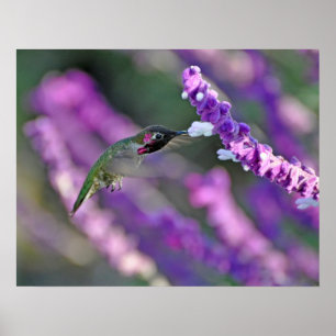 Jack London Male Anna's Hummingbird Print Poster