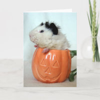 Jack-O-Lantern Guinea Pig