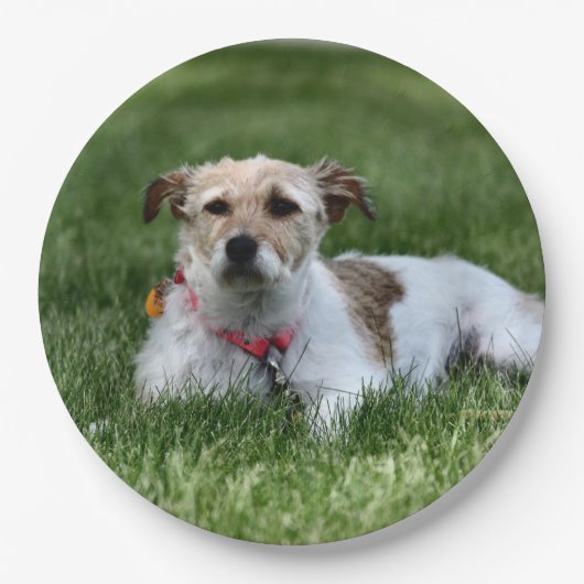 Jack Pappteller (Vorderseite)