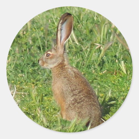 Jack Rabbit Aufkleber (Vorderseite)