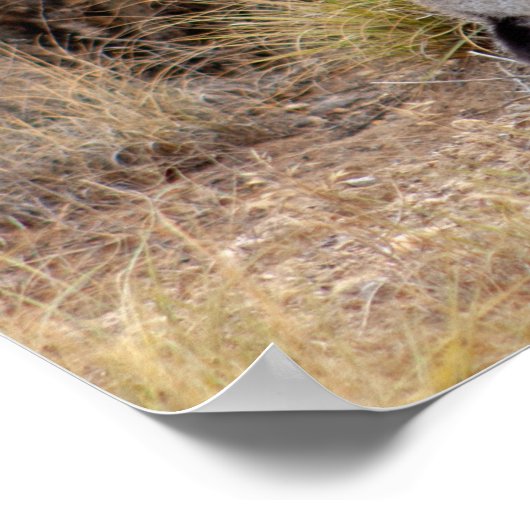 Jack Rabbit Cactus Santa Fe New Mexico Poster (Ecke)