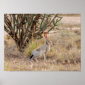 Jack Rabbit Cactus Santa Fe New Mexico Poster (Vorne)