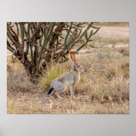 Jack Rabbit Cactus Santa Fe New Mexico Poster (Vorne)